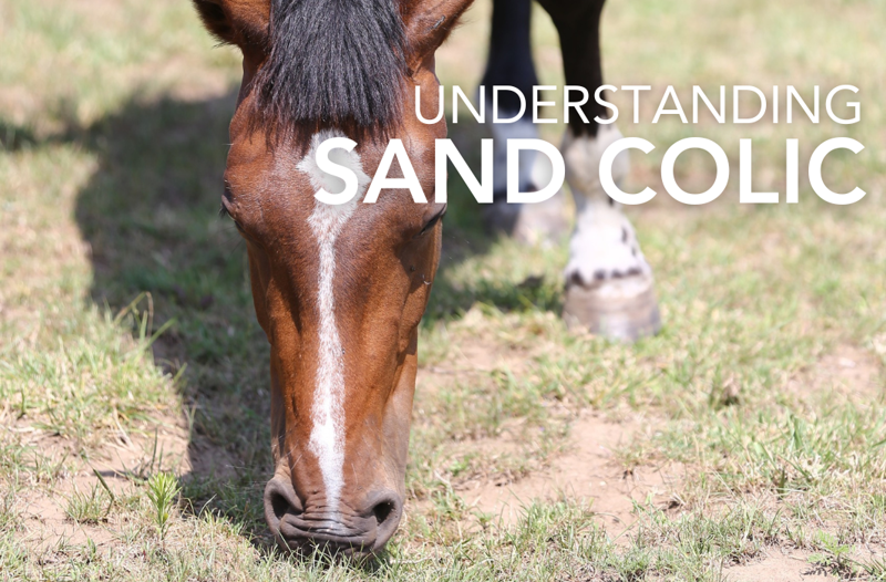 Sand Colic in Horses | Equine Science Matters™
